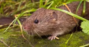 Main Image for Blog: Voles in your Yard?
